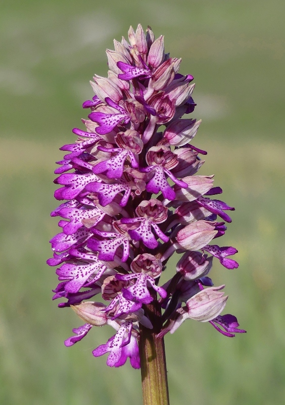 Orchis xhybrida (Orchis militaris x Orchis purpurea) altopiani abruzzesi - giugno 2018